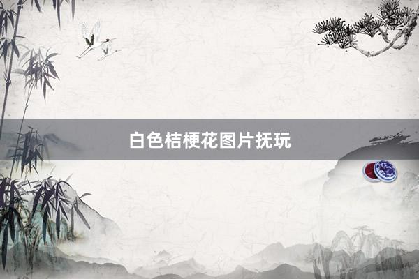 白色桔梗花图片抚玩